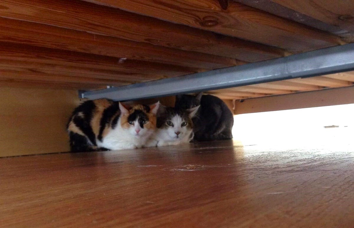 Hurry Up And Wait How To Lure Your Cat Out Of Hiding by Susan Nilson