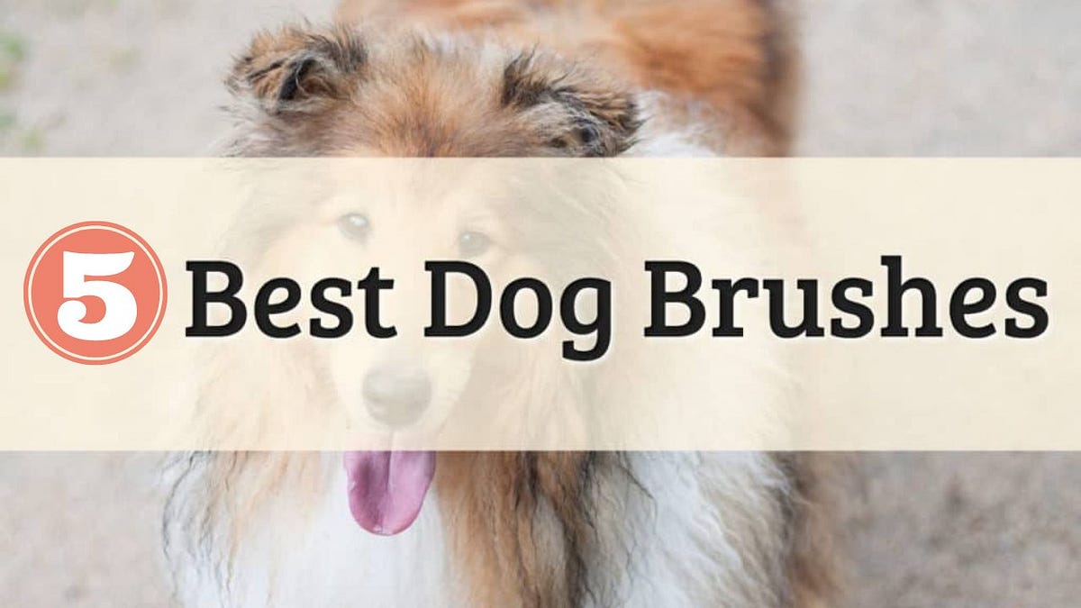 How to Find the Right Brush for Your Dog Best 5 Dog Brushes for