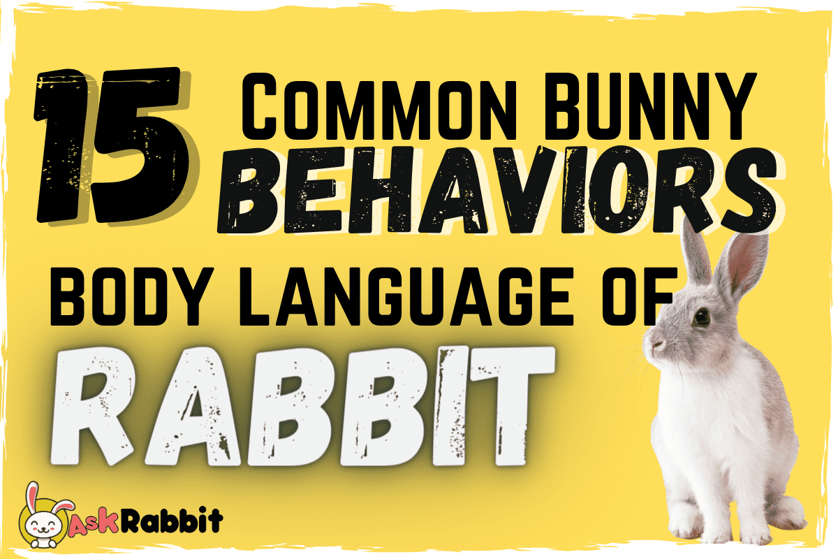 15 Common Bunny Behaviors — the body language of rabbit | by Askrabbit ...