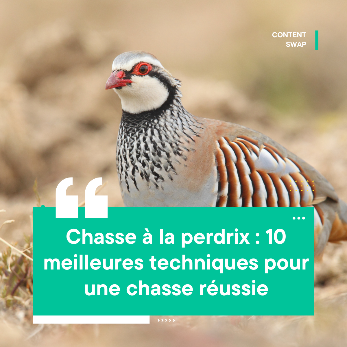 Chasse à la perdrix : 10 Meilleures Techniques pour Une Chasse Réussie