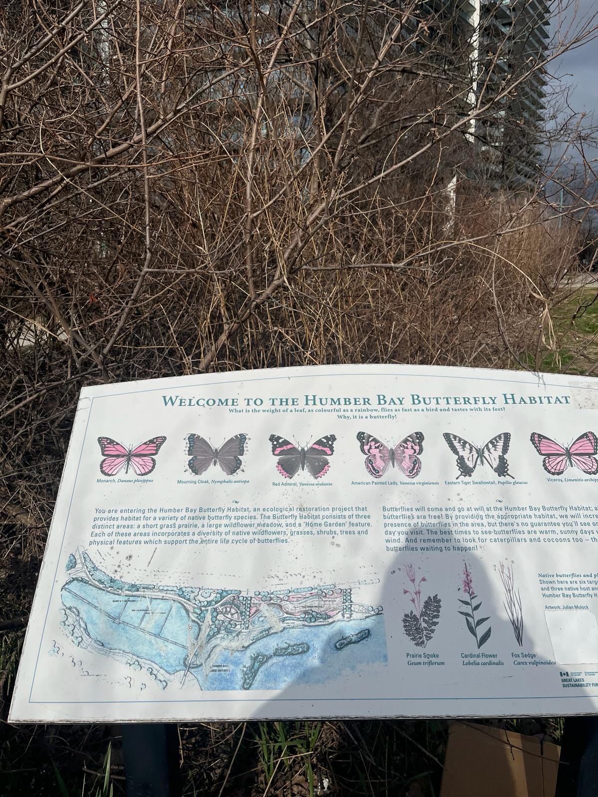 Rainbows in parks, rainbows in our surroundings, rainbows in butterflies? All photos by author.