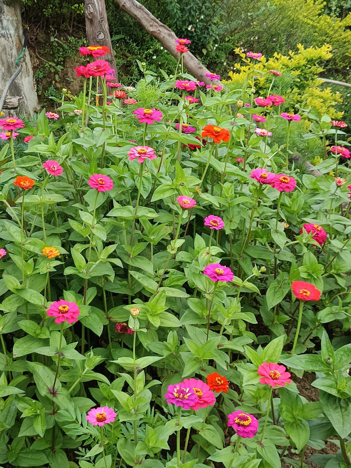 The Joy of Growing Zinnia