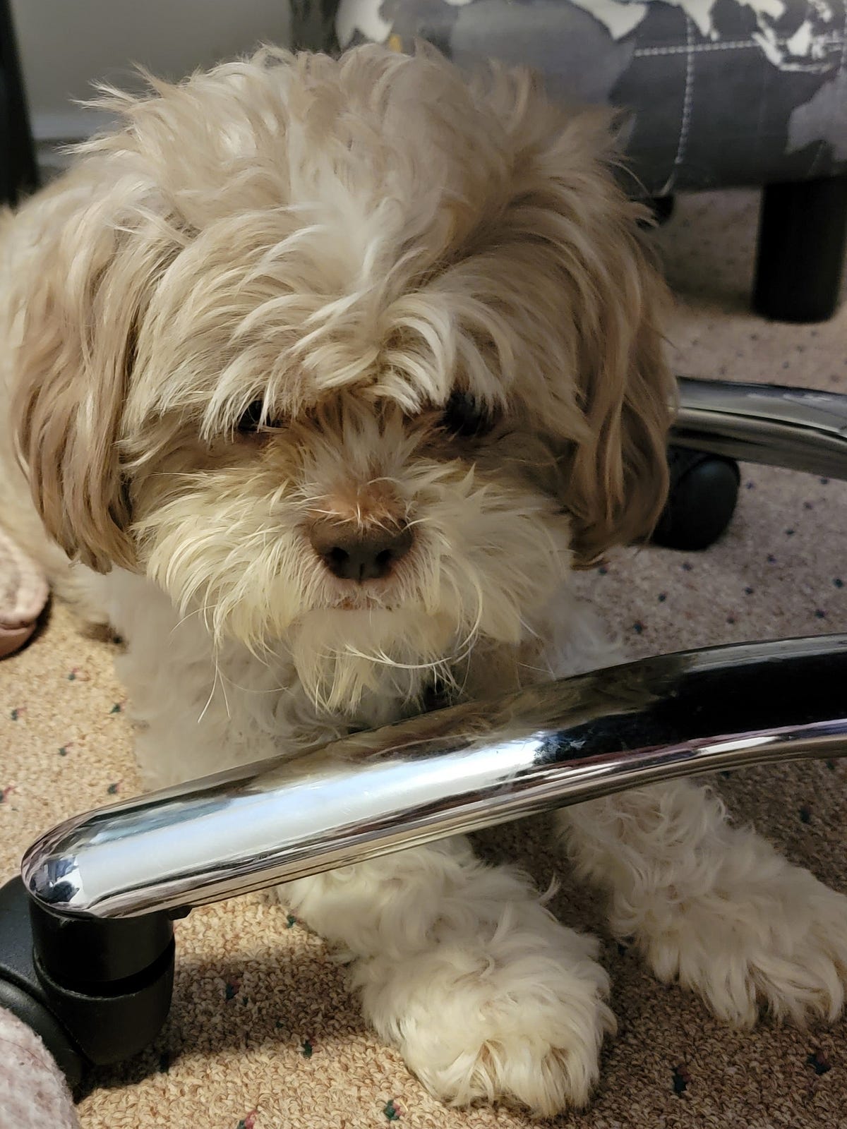 Dogs and Lasers. My dog, Echo, loves laser pointers. by Marissa Medium