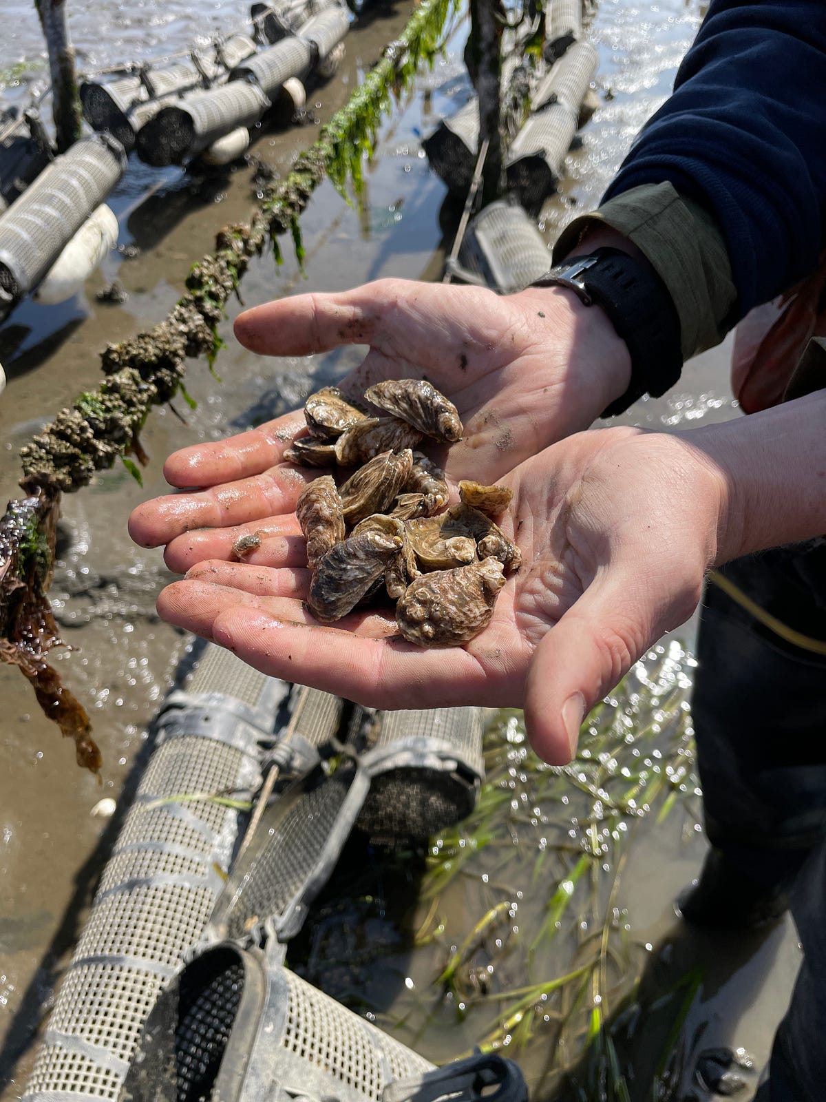 Safeguard Our Shellfish campaign aims to protect local seafood by The Washington Department of