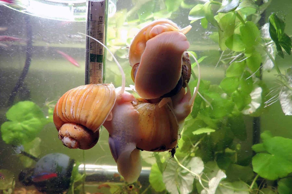 Are Snails Good For Aquarium?. Snails are a popular addition to many