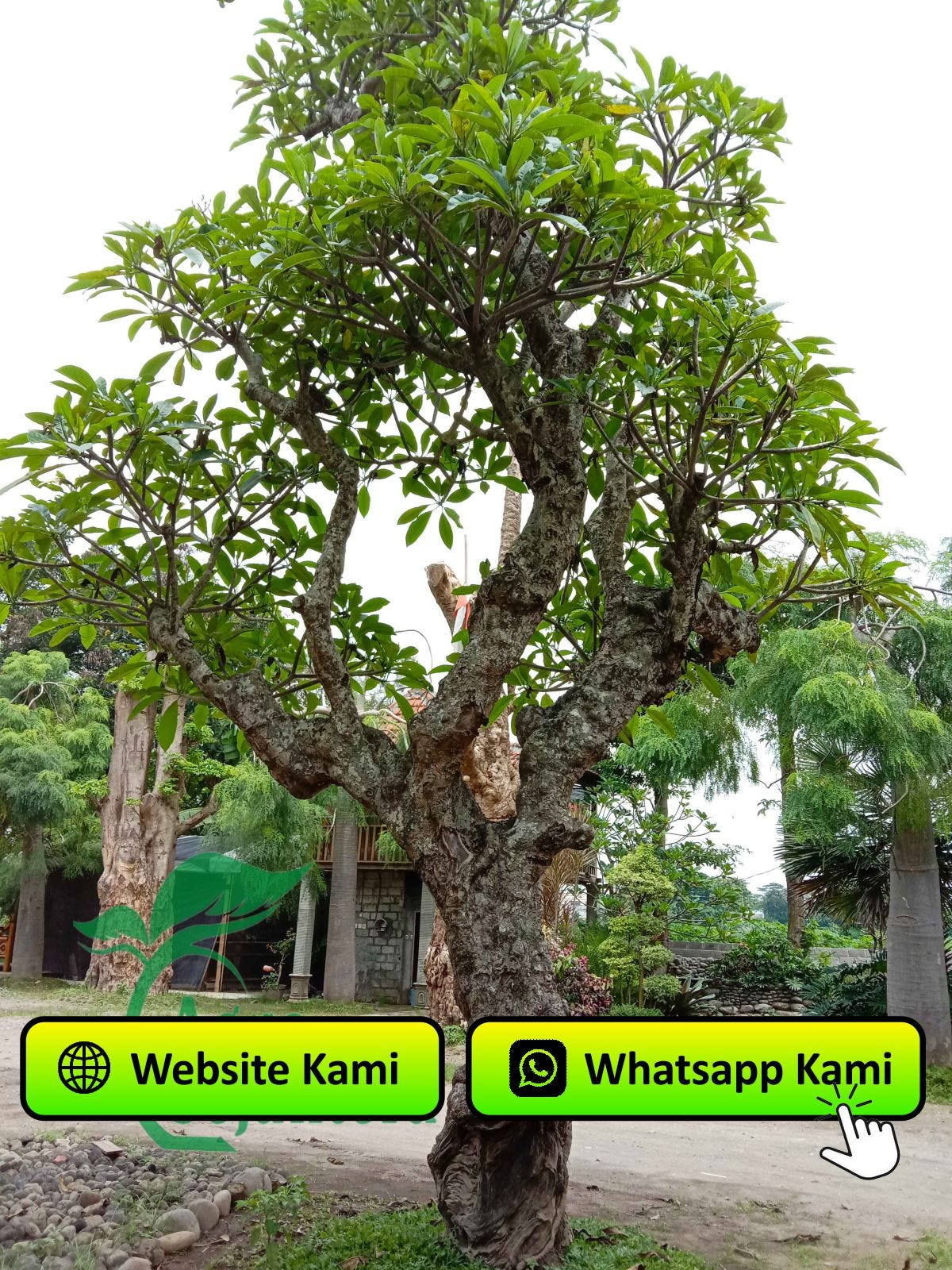 Jual Pohon Kamboja Fosil Ratusan Taun Kota Madiun 081249470015 | by  Agrosejahtera | Medium