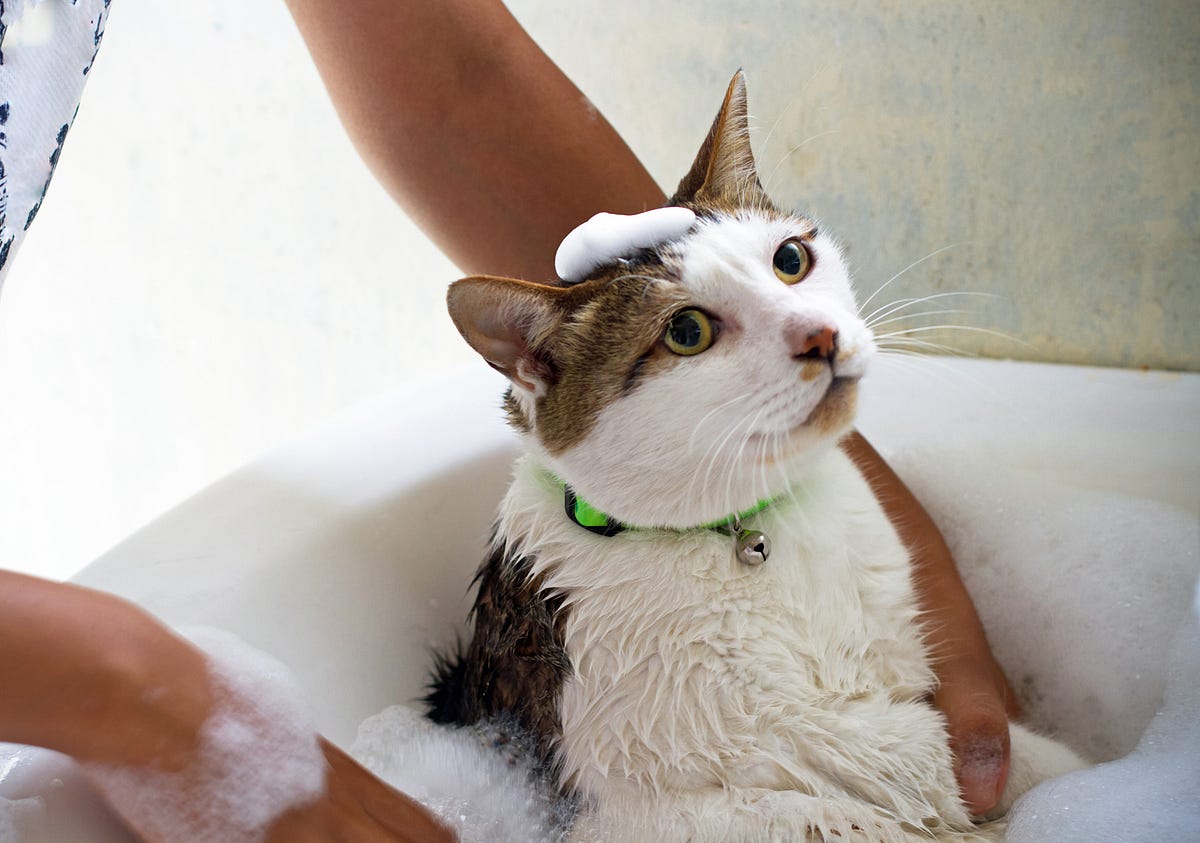 How often should you bathe your cat? How to bathe cats? Medium