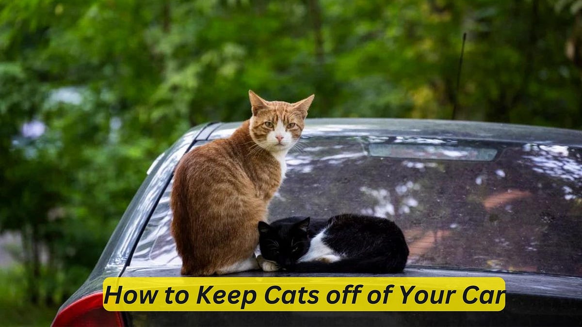 How to Keep Cats off of Your Car. Protect Your Car A Definitive Guide