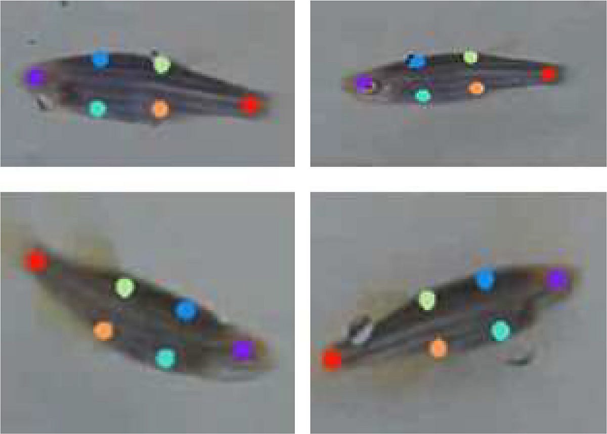 Using AI-Powered Behavioral Analysis to Predict Anxiety in Zebrafish