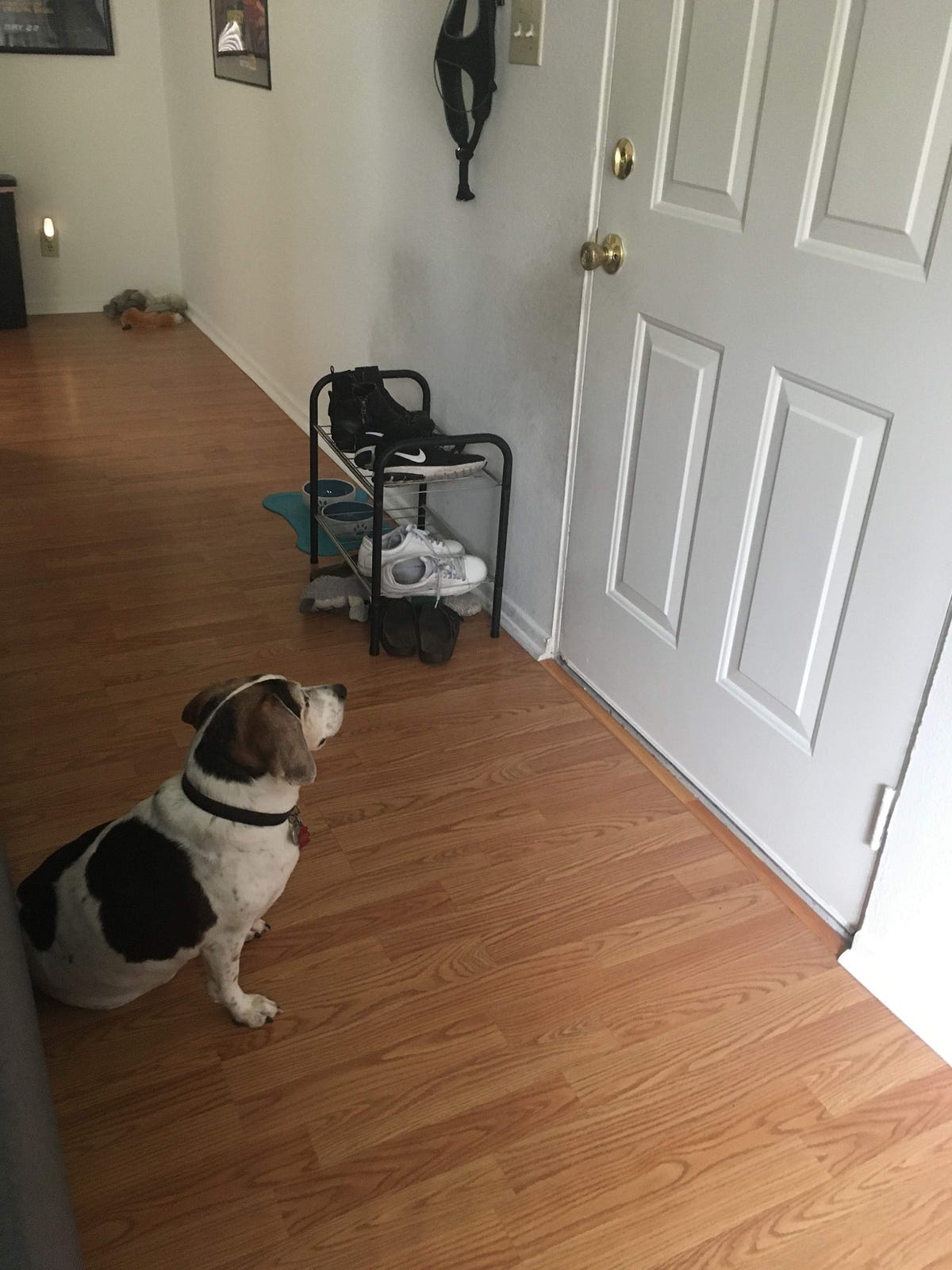 quarantine-quibbles-my-dog-likes-my-boyfriend-more-than-me-by-brooke