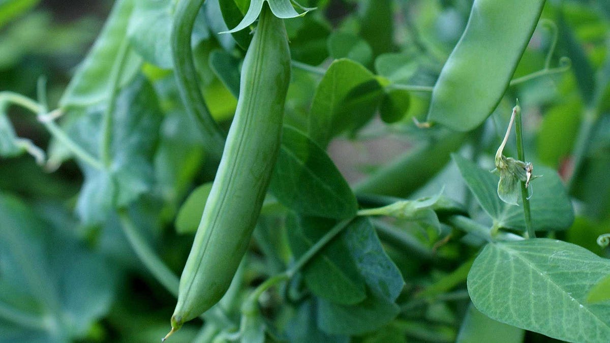 When To Plant Snap Peas A Guide To Perfect Timing Halimaraza Medium