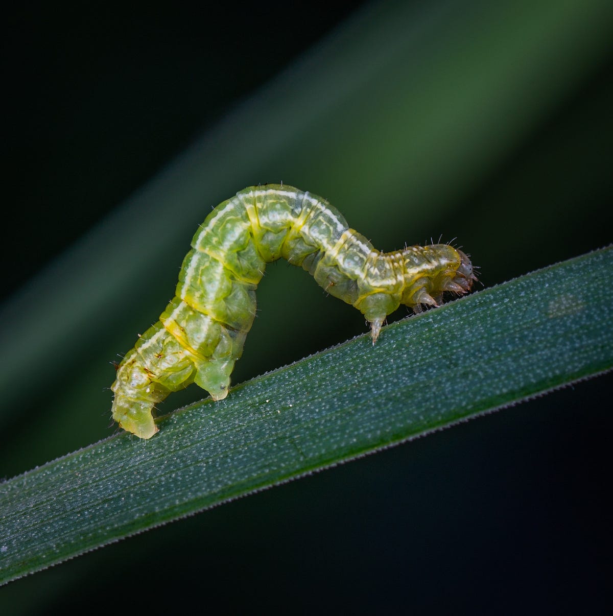 How An Inchworm Can Help You Improve At Anything by PatrickMeowler