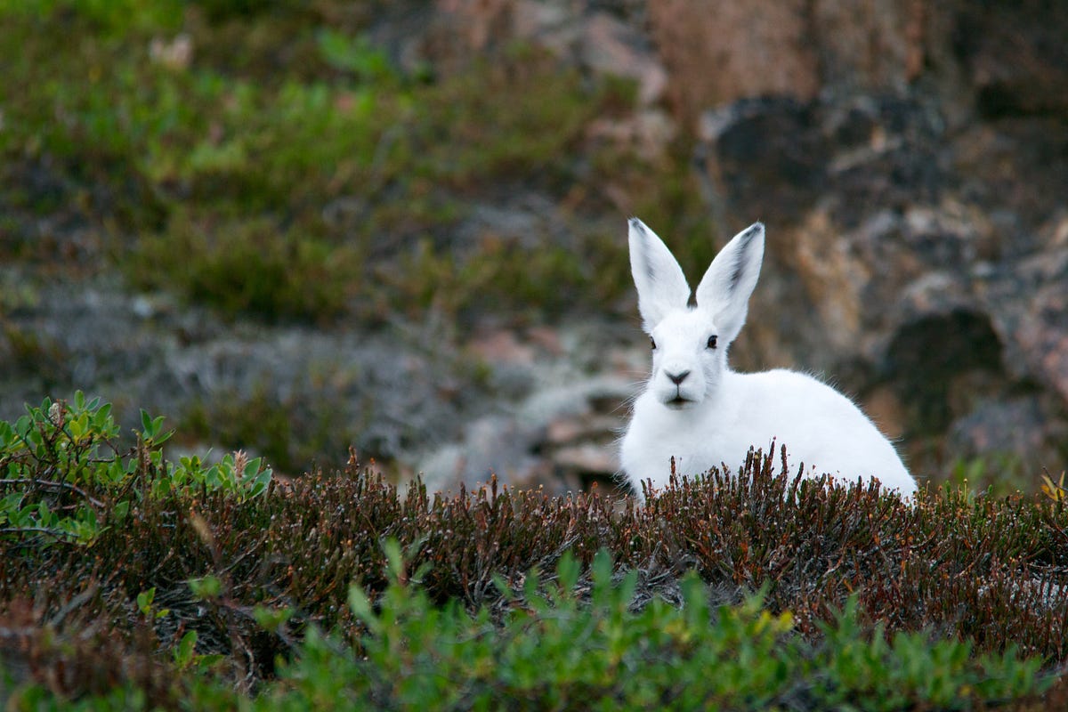 Follow the White Rabbit. How to use audience curiosity as a… | by