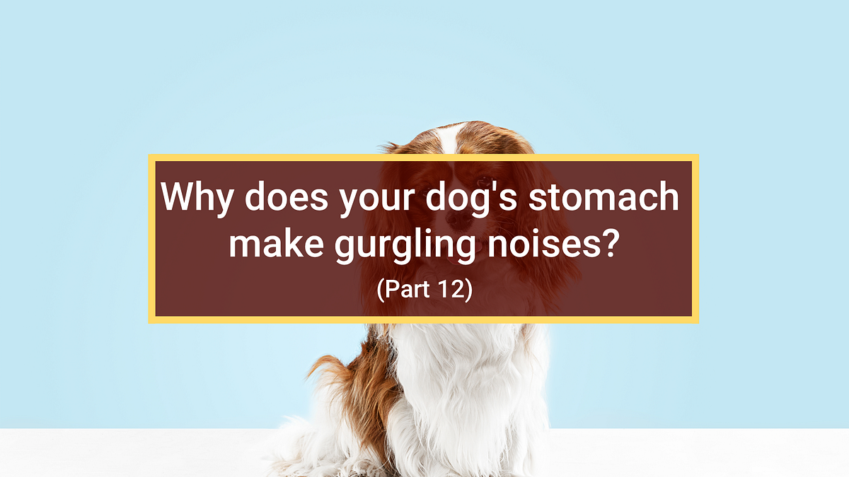 Why does your dog’s stomach make gurgling noises? (Part 12 Dog