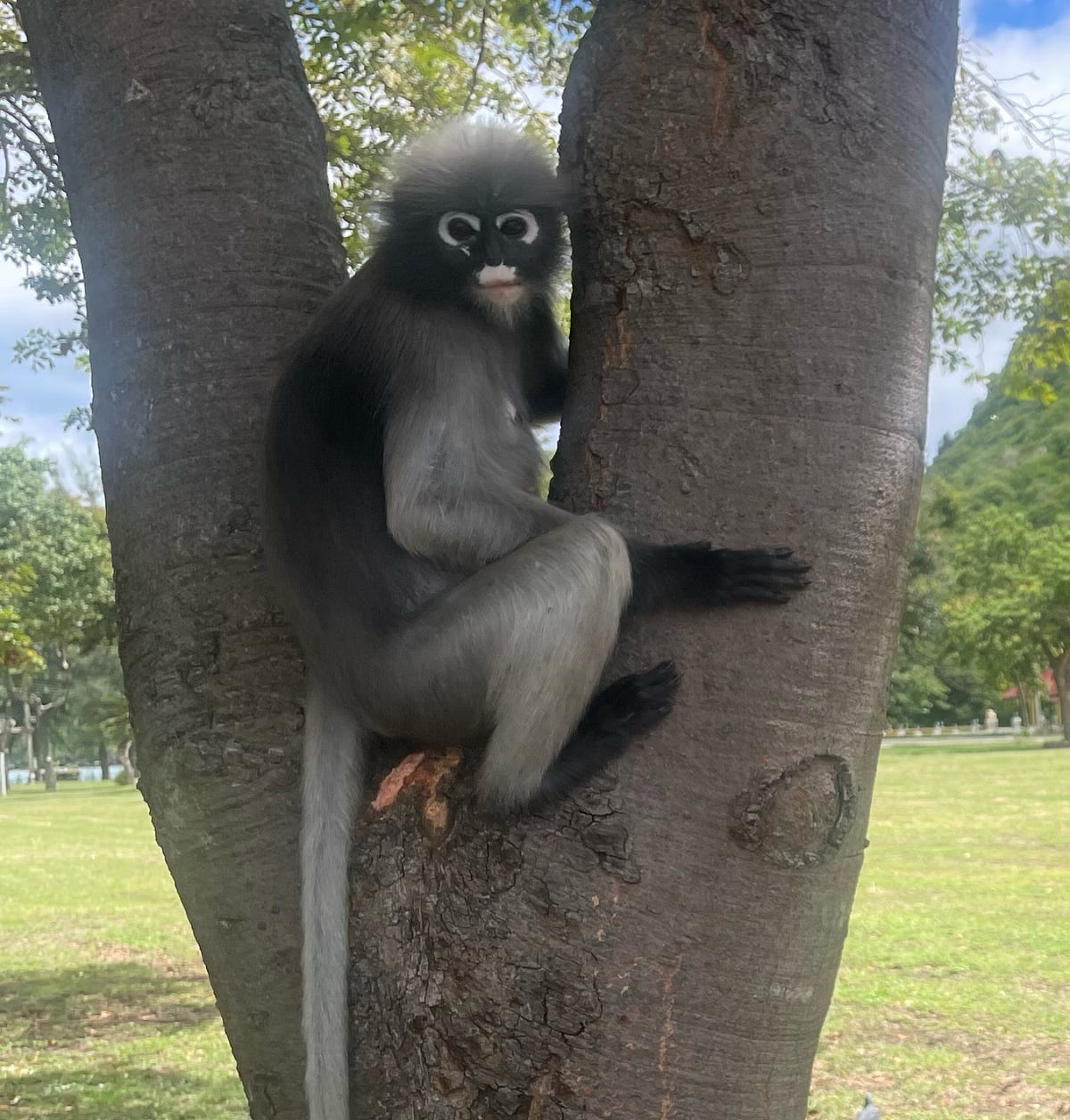 Thailand Travel Guide: Discovering why some monkeys are so much nicer ...