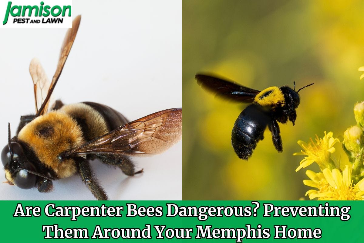 Are Carpenter Bees Dangerous? How To Control Them In Memphis Jamison