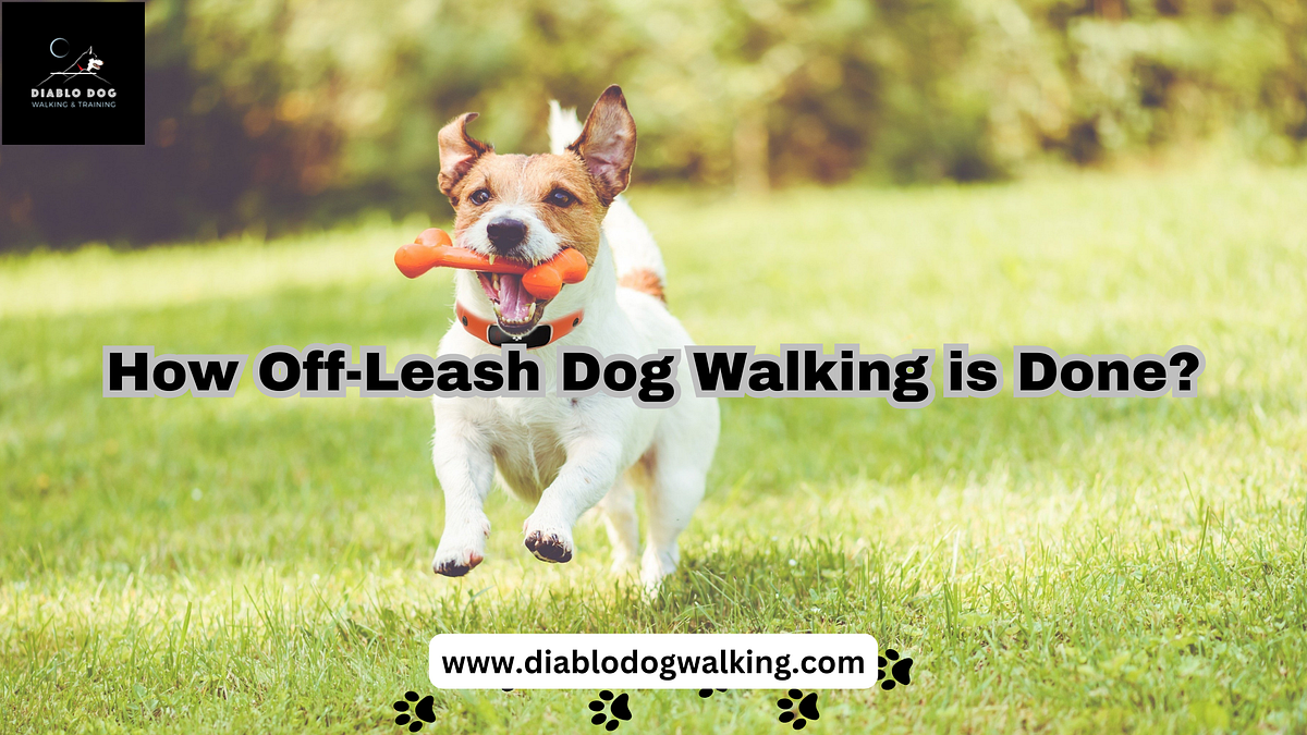 How OffLeash Dog Walking is Done? by Diablo Dog Walking & Training