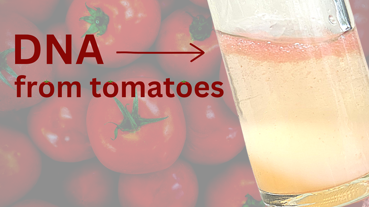 Isolating DNA from Tomatoes. DNA or deoxyribonucleic acid is a… by