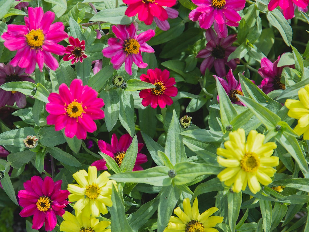 How to Grow a Zinnia Cut and Come Again Flower Garden by
