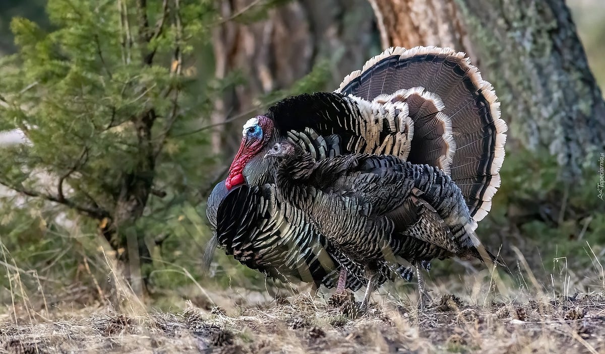 Unlocking the Power of Turkey Software | by piterpanaceum | Medium
