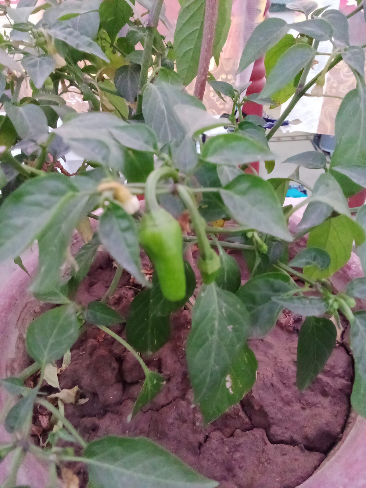 How grow chili plant from seed Mrazayaqub Medium