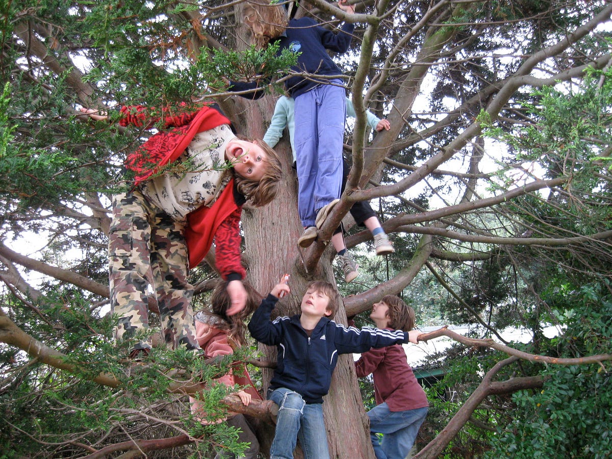 Can you climb a tree. Лазать по деревьям. Лазать на дерево. Лазание по деревьям. Дети лазиют по дереву.