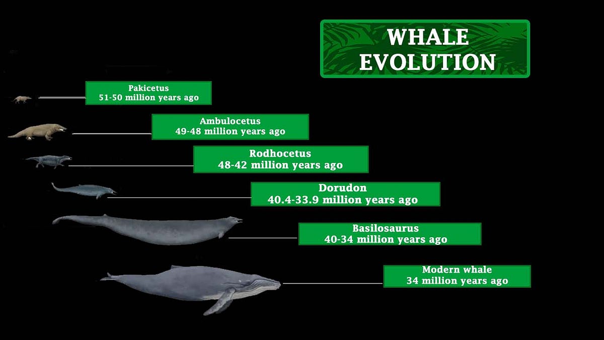 The Physical Transformations of Whales During Evolution | by Sam | Medium