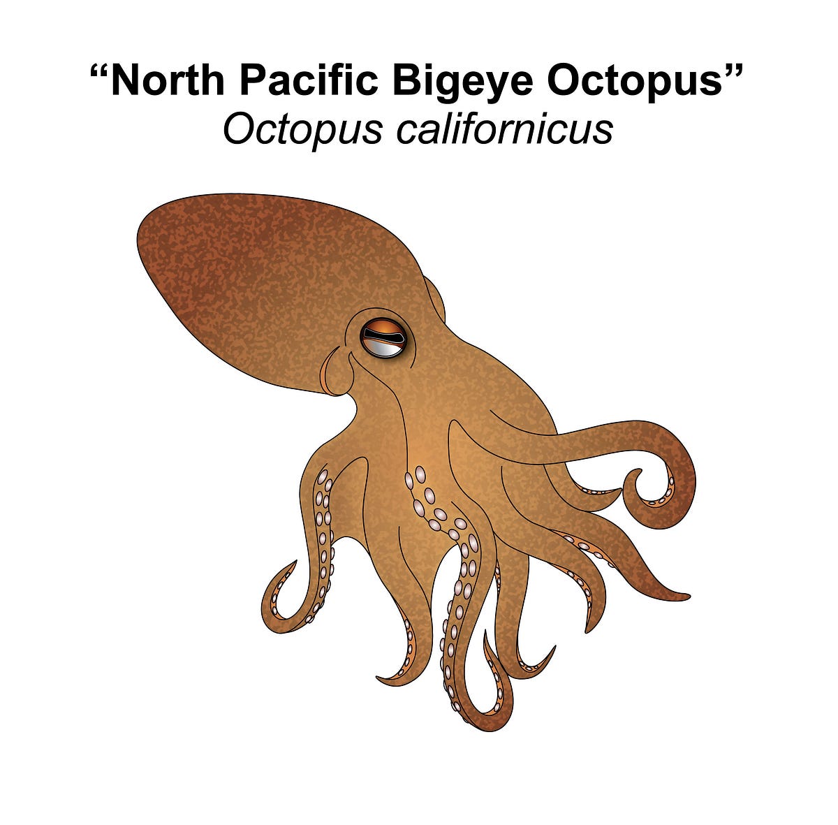 Observations of a deep sea octopus in captivity Medium