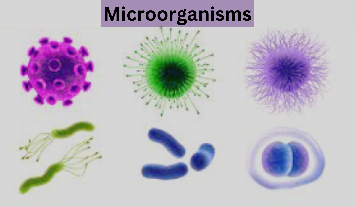 What are are tiny, often… by Learn