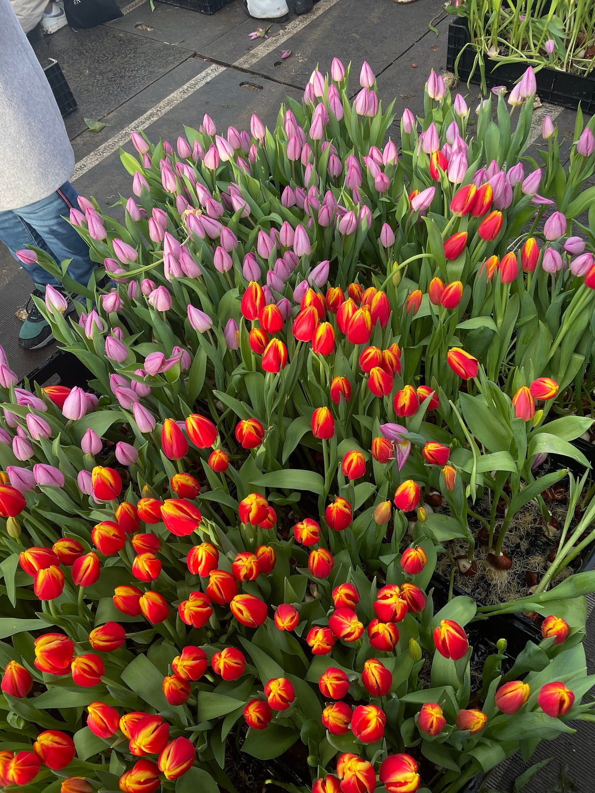 My First Experience National Tulip Day by Livvy SkeltonPrice The Diarist Jan, 2024 Medium
