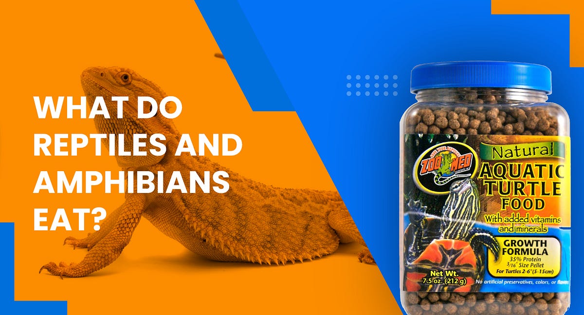 What Do Reptiles And Amphibians Eat? by KwikPet Medium