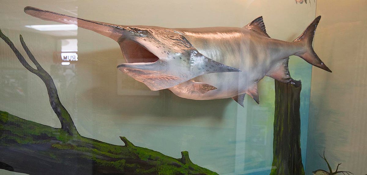 Should you Eat Paddlefish Roe?. How eating these ancient, threatened ...