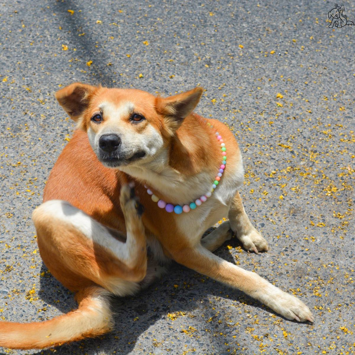 Why Your Dog Won’t Stop Scratching— And Why It’s Probably Not Allergies