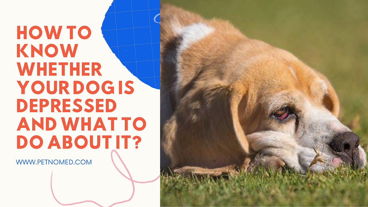 How to Know Whether Your Dog is Depressed by Azhar Siddiqui Medium