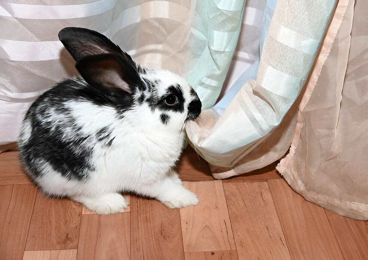 Why does my rabbit bite me?. Rabbits are generally gentle creatures