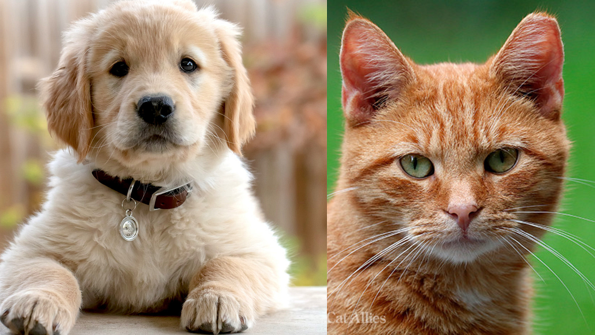Cats vs. Dogs — Which Makes the Best Pet? Maida Daugherty Medium
