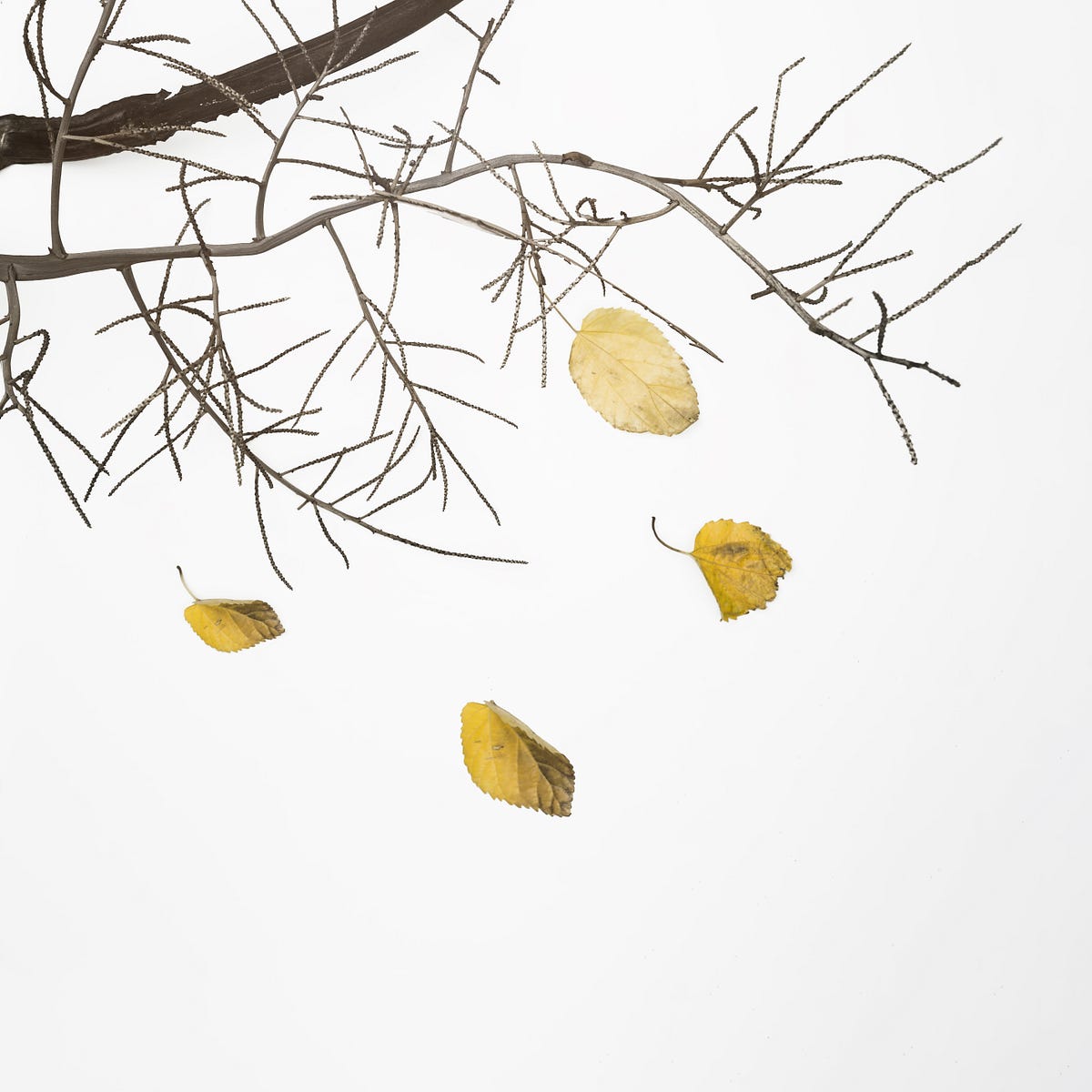 Tree Shaking : Remove unused Javascript code from final bundle | Medium