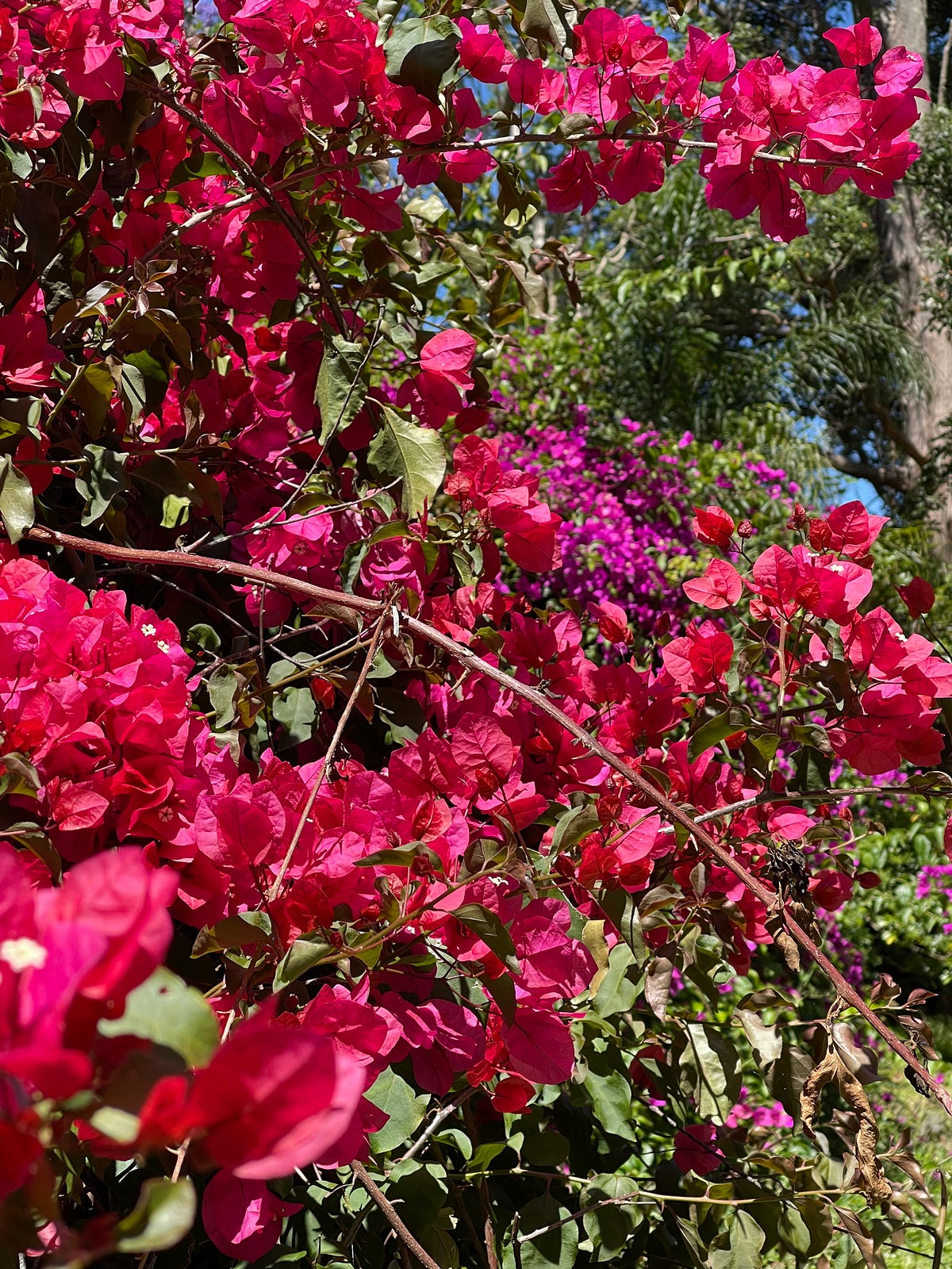 The Color of Life.. Contrasting today’s colorful life… by Dr John