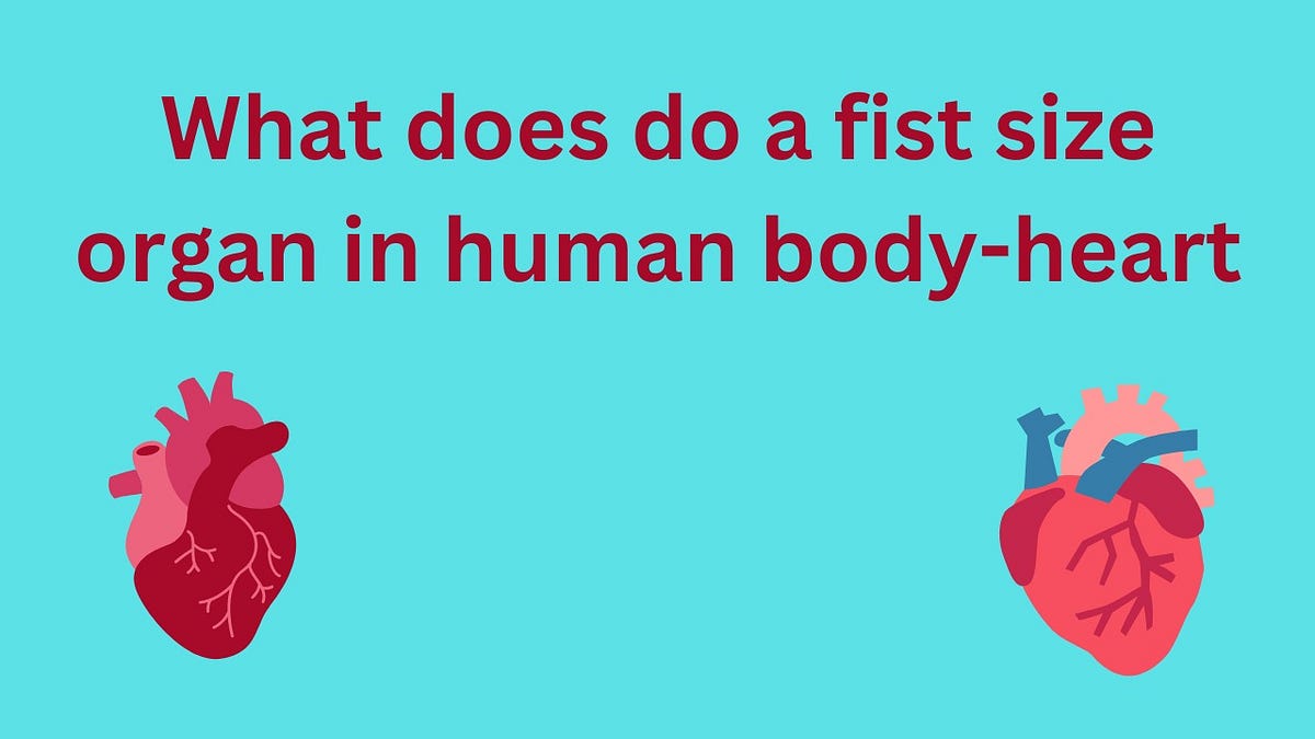 An Organ like Fist that Pumps Blood throughout the BodyHuman Heart