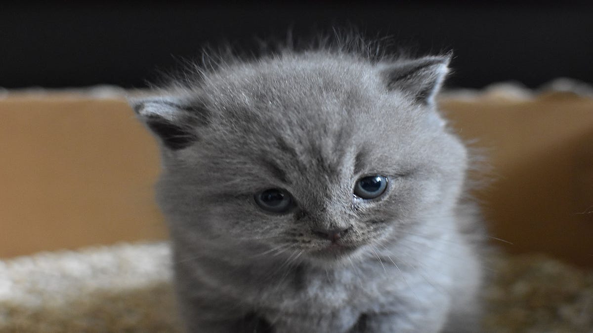 How do you attract cats to litter boxes? Litter Box Training by Make