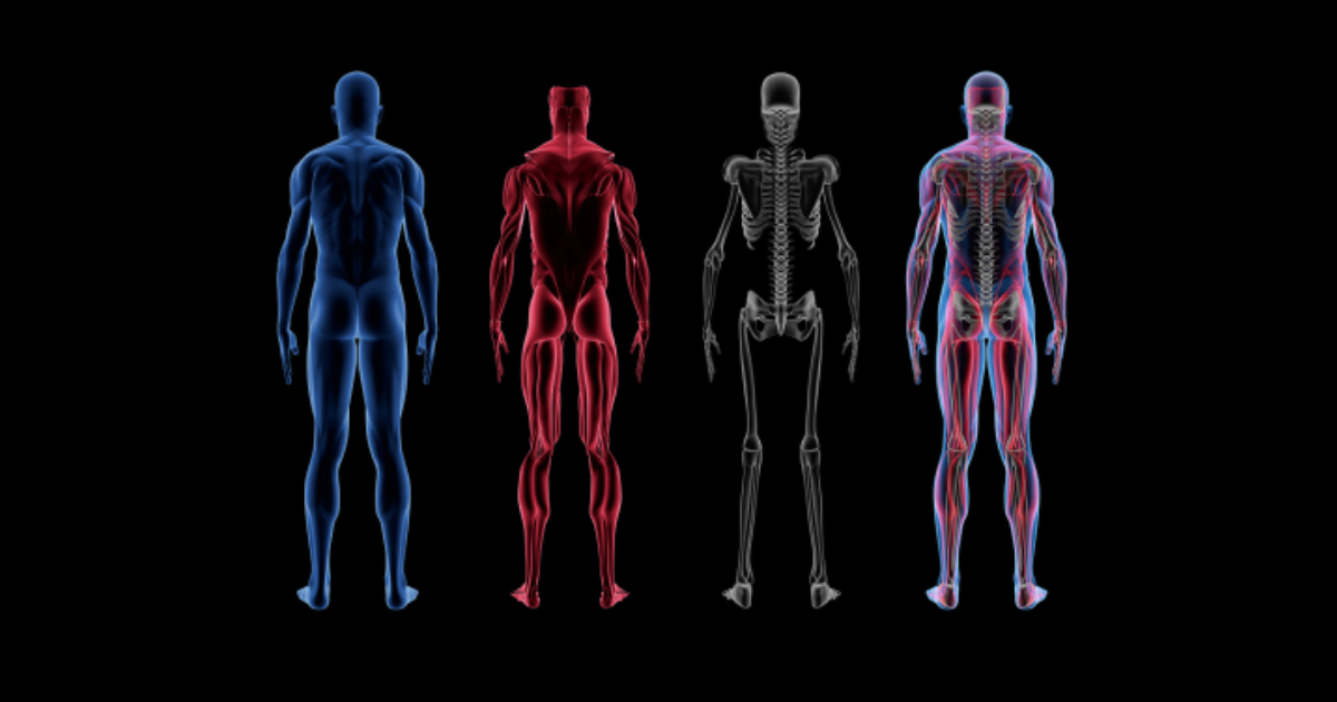 Unveiling the Mysteries of the Human Body: A Journey of Discovery with  Artificial Intelligence | by Pirabaa | Medium
