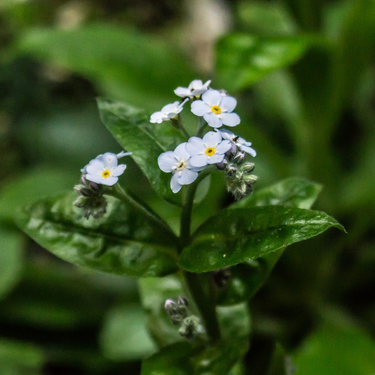 Forget-Me-Not Problems - Pests And Diseases Of Forget-Me-Not Plants