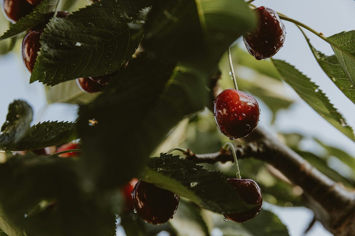 Your Guide to Git Cherry Picking. How to merge certain commits from one