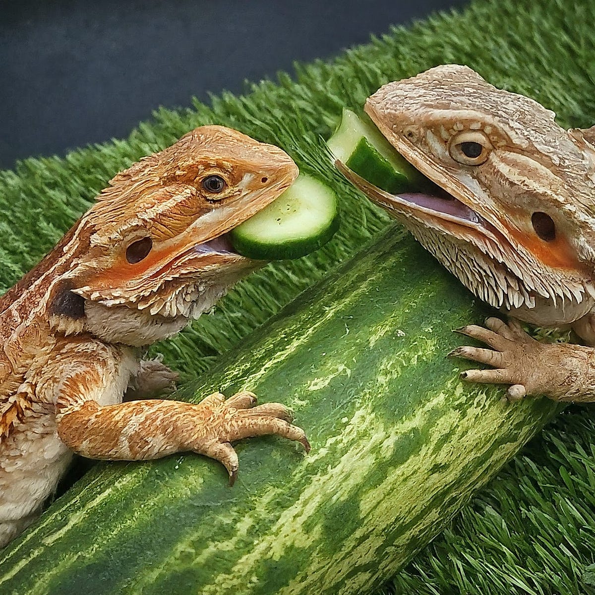 Can Bearded Dragons Eat Cucumber? Medium