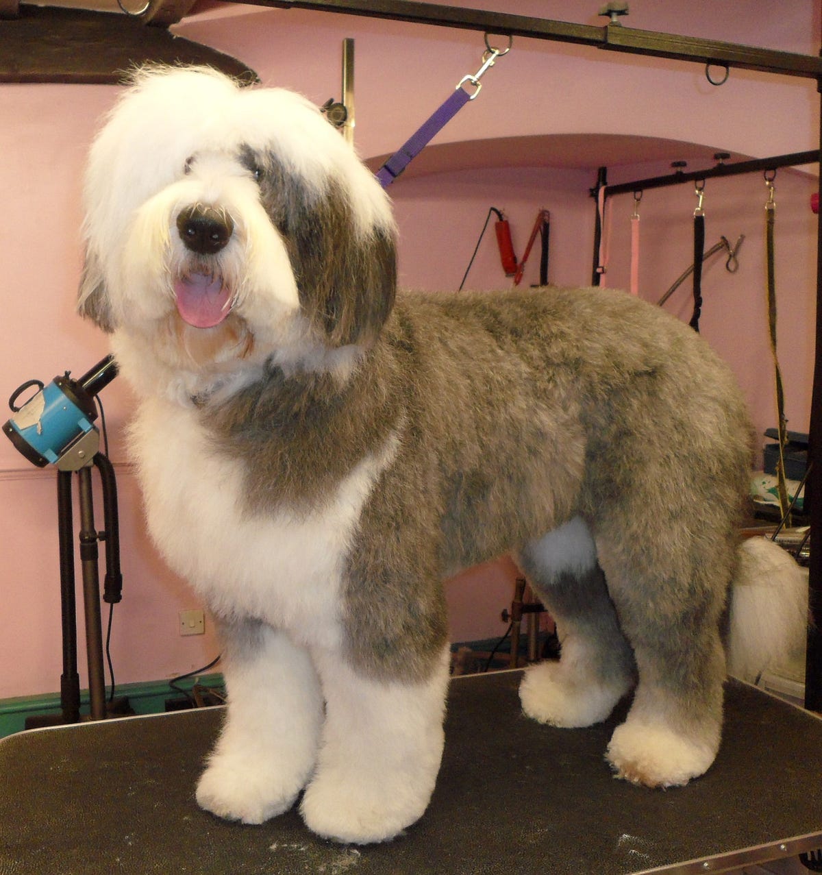 Dog Groomers Swindon. Get expert and professional Dog… by Moonstone