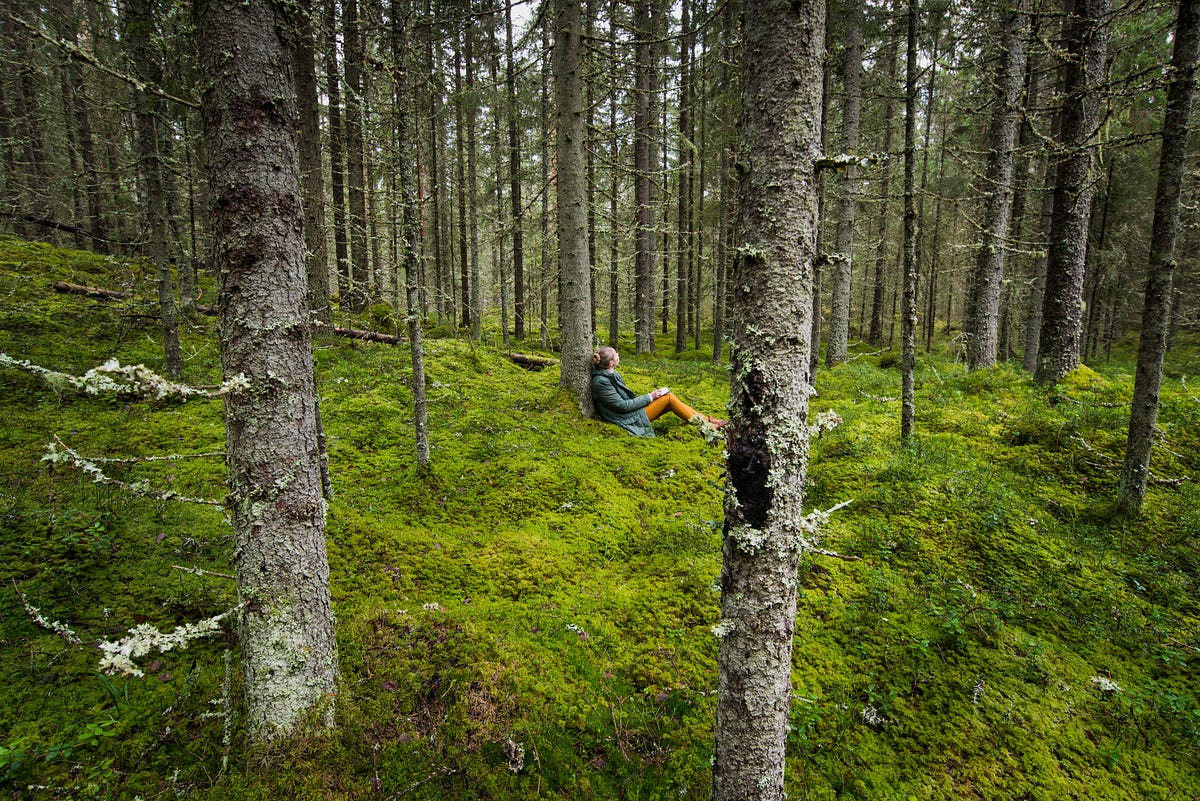 Forest Bathing: Immersing Yourself in Nature for Health and Well-Being ...