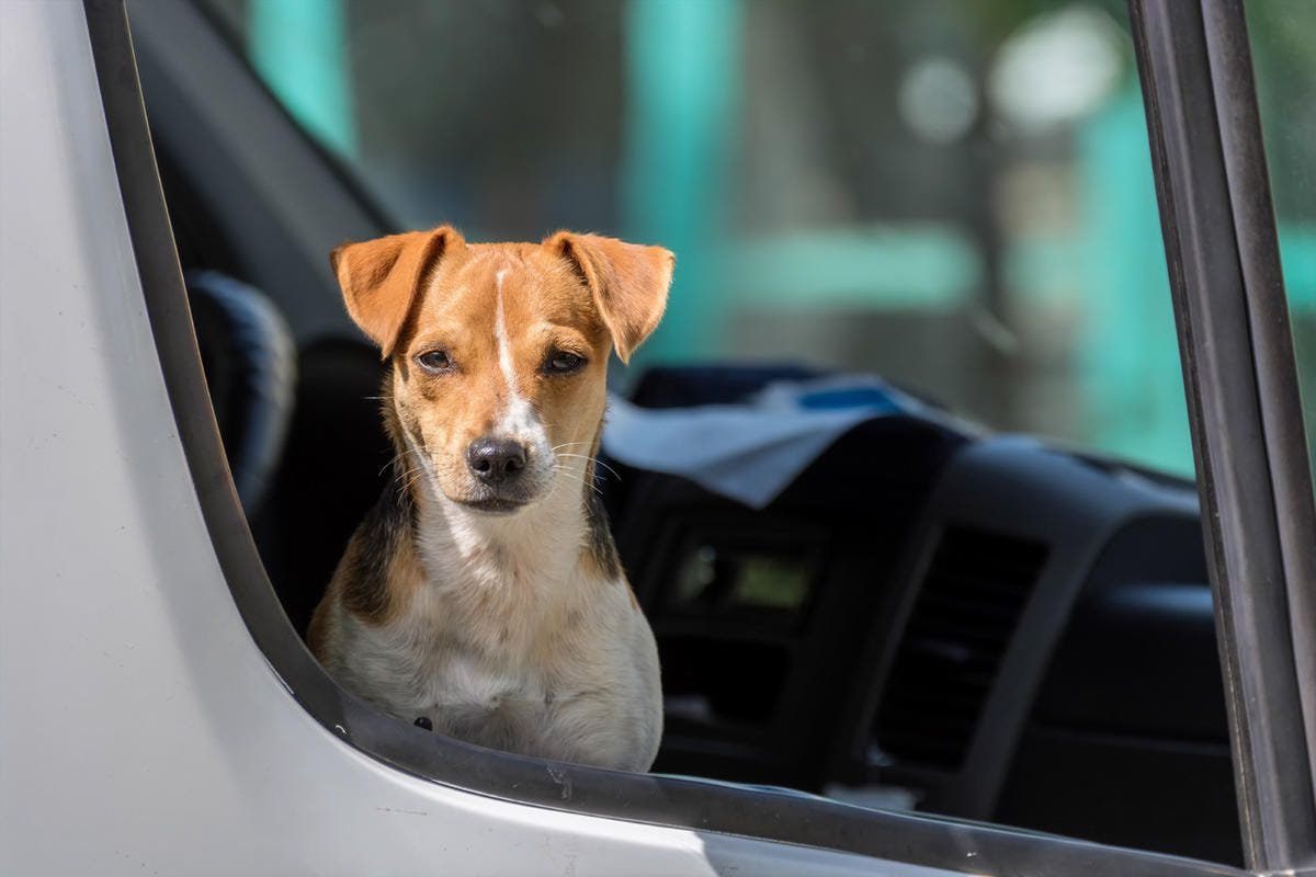 Long Distance Pet Transportation Services can Make the Entire Journey a Fun and Comfortable Ride