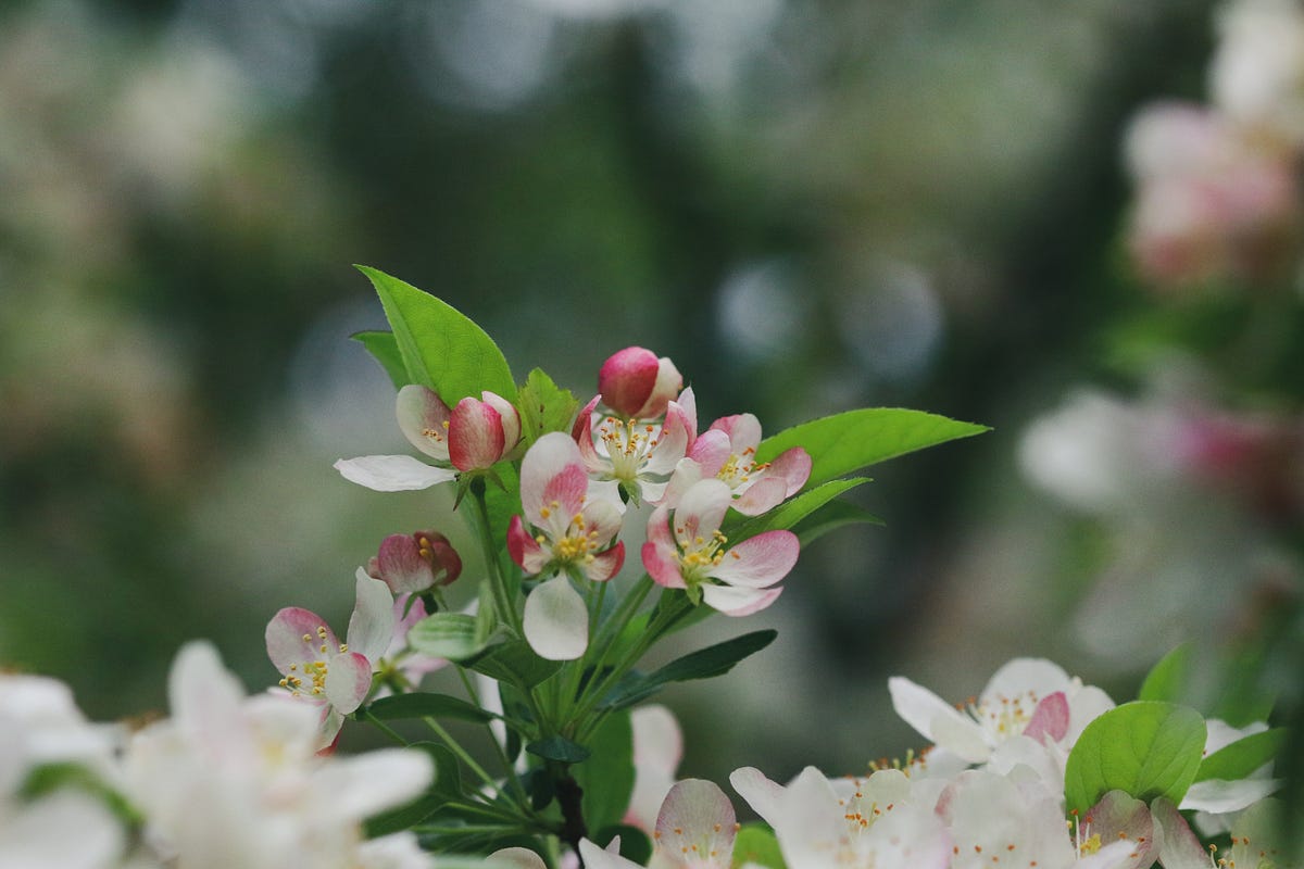 梅 Plum flower - Jinguo gao - Medium