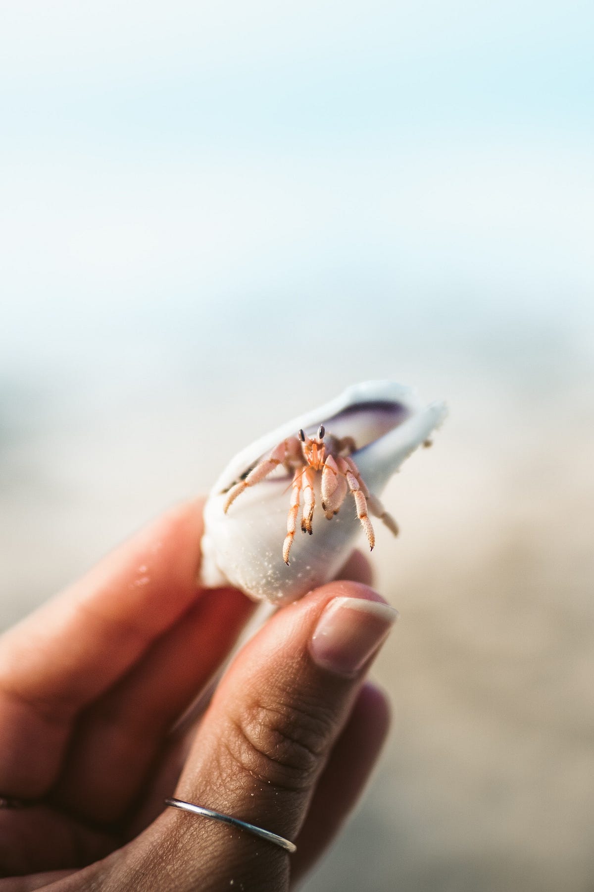 We’re All Hermit Crabs of Time. How we take for granted what we have