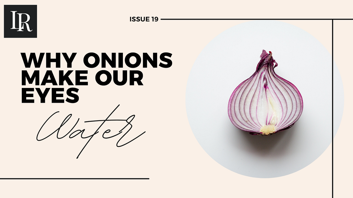 Why Onions Make Our Eyes Water Luke Rapaka Medium